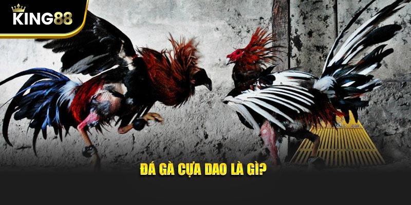 đá gà cựa dao 1