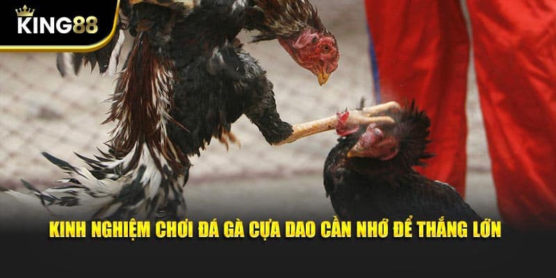đá gà cựa dao 2