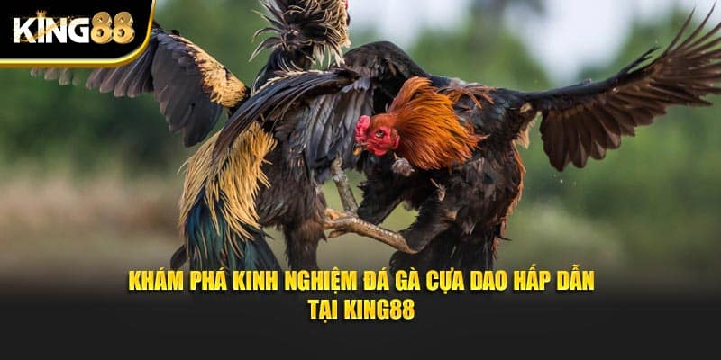 đá gà cựa dao 4