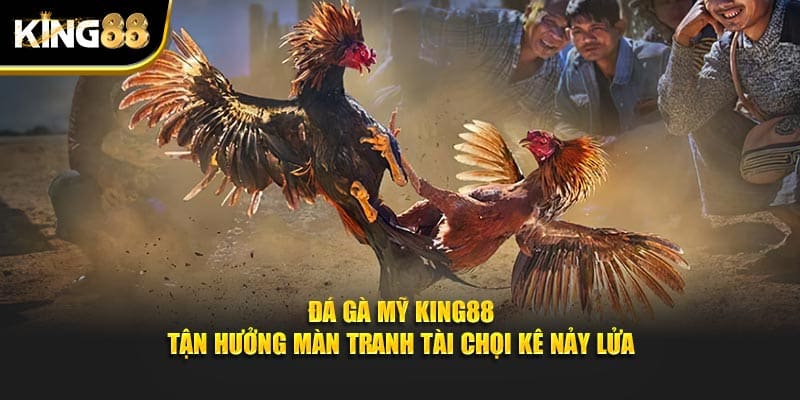 đá gà mỹ 1