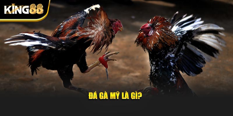 Đá Gà Mỹ King88 - Tận Hưởng Màn Tranh Tài Chọi Kê Nảy Lửa 2 đá gà mỹ 2