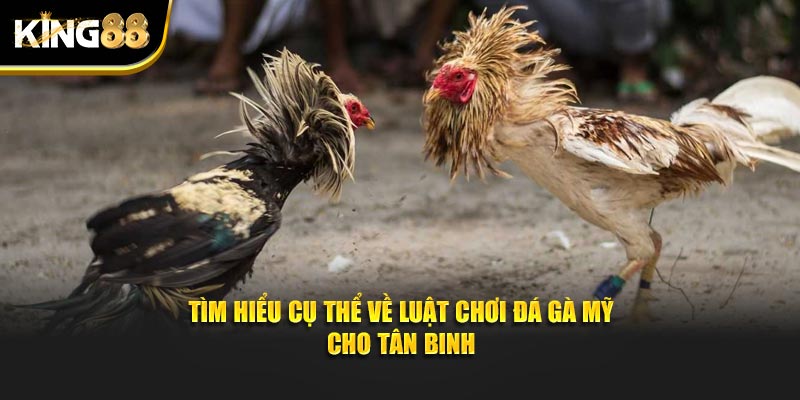 Đá Gà Mỹ King88 - Tận Hưởng Màn Tranh Tài Chọi Kê Nảy Lửa 3 đá gà mỹ 3