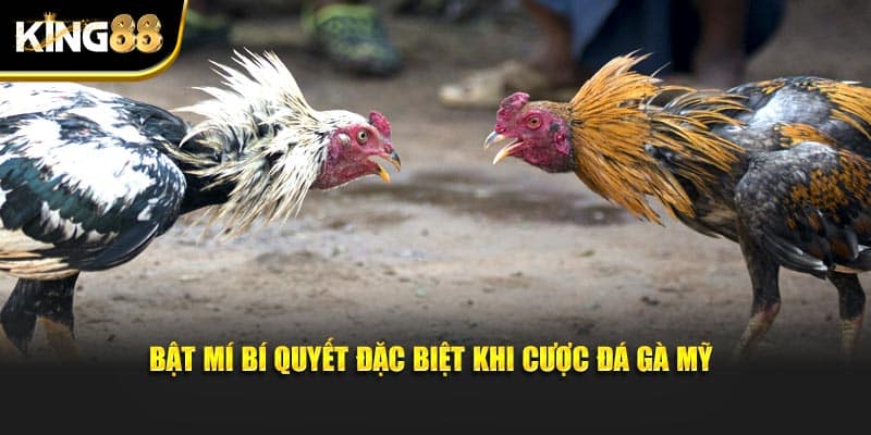 Đá Gà Mỹ King88 - Tận Hưởng Màn Tranh Tài Chọi Kê Nảy Lửa 4 đá gà mỹ 4