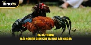 đá gà thomo