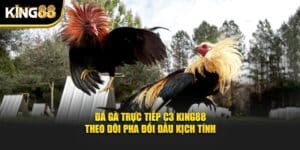 đá gà trực tiếp c3 1