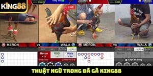 Thuật ngữ trong đá gà